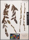 Foto von Salix caprea L. x Salix purpurea L.